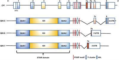 The Emerging Roles of the RNA Binding Protein QKI in Cardiovascular Development and Function